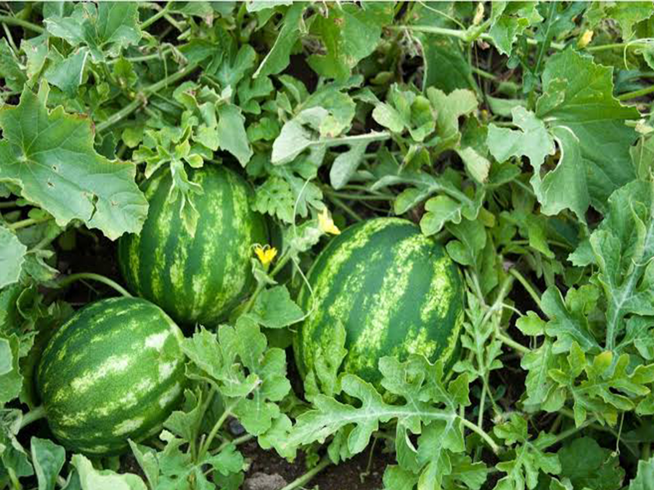 Sustainable Agriculture